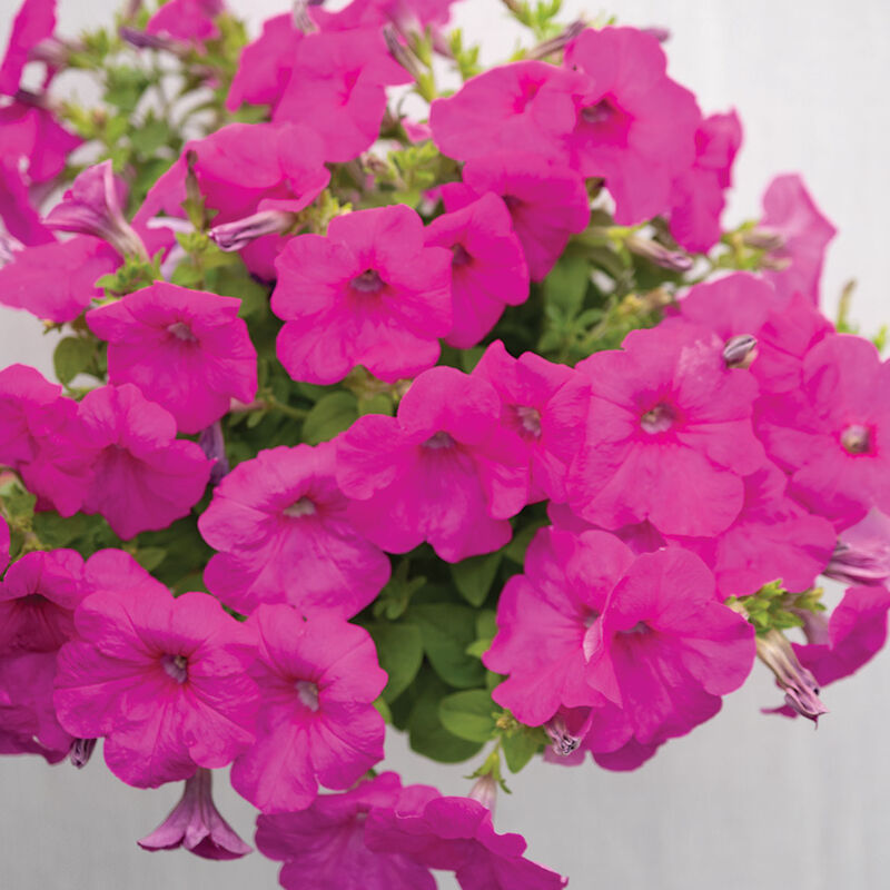 Easy Wave® Neon Rose Petunia