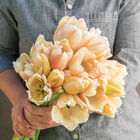 Apricot Pride Tulips