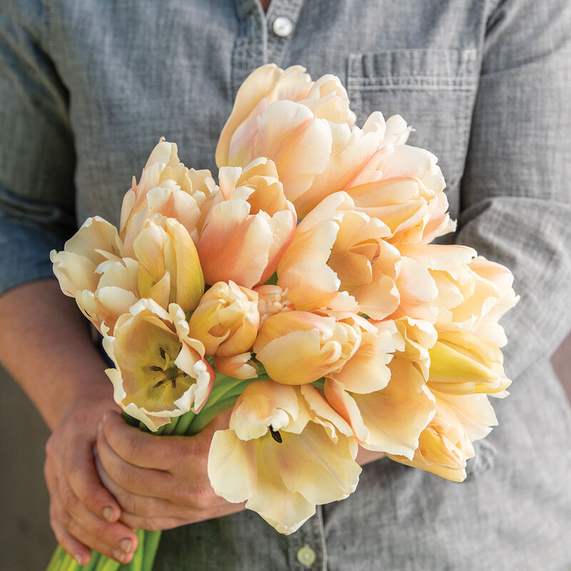 Apricot Pride Tulips