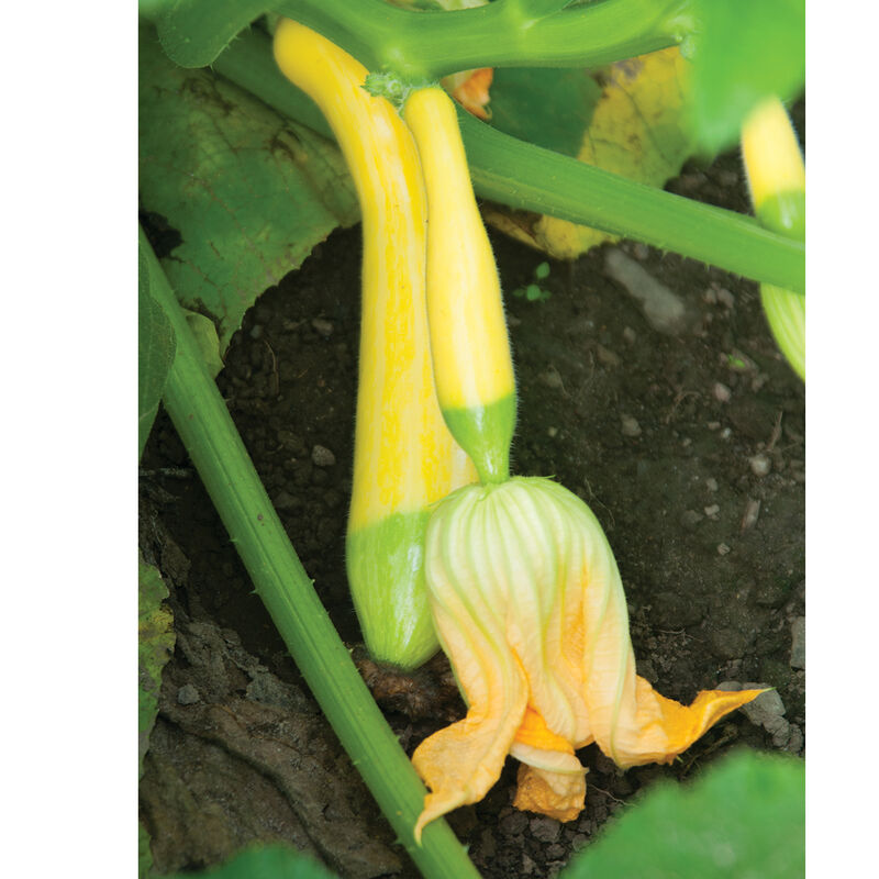 Zephyr Summer Squash