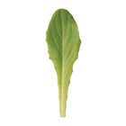Deer Tongue Bibb Lettuce