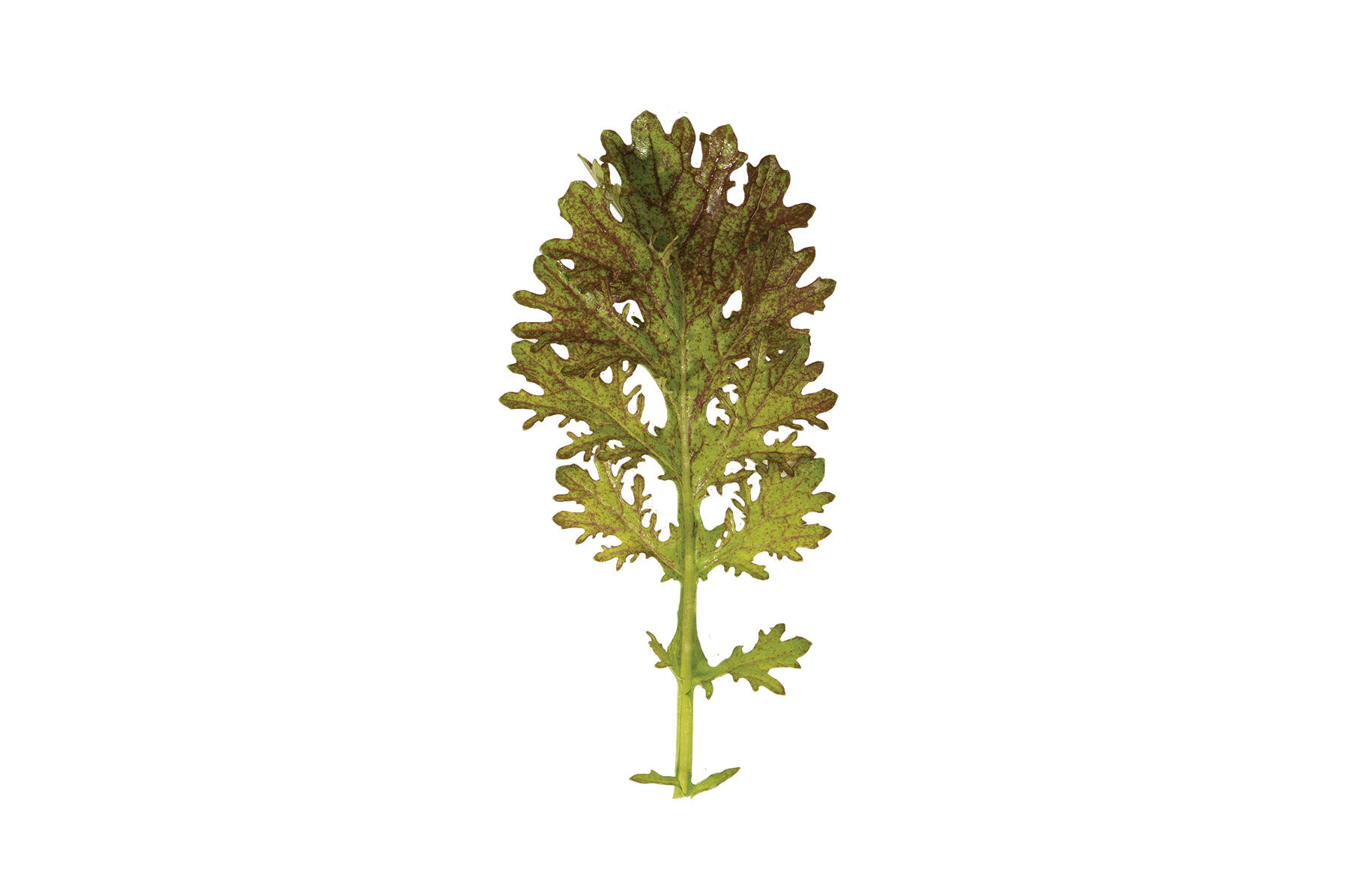 Scarlet Frills Mustard Greens