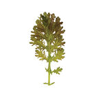 Scarlet Frills Scarlet Frills Mustard Greens