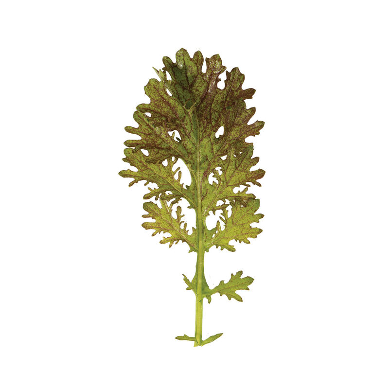 Scarlet Frills Mustard Greens