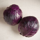 Integro Fresh Market Cabbage