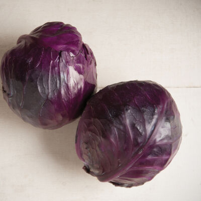 Integro Cabbage