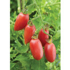 Pink Tiger Specialty Tomatoes