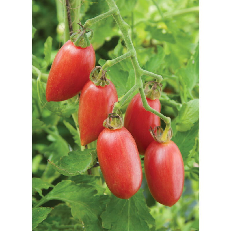 Pink Tiger Specialty Tomatoes