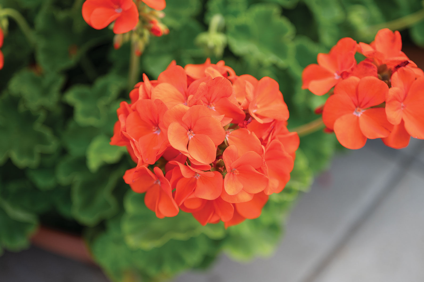 Maverick&trade; Orange Geranium (Pelargonium)
