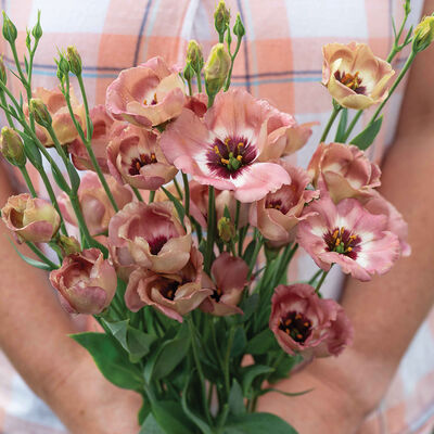 Pucchino Choco 3 Lisianthus
