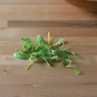 Chard, Yellow Microgreen Vegetables