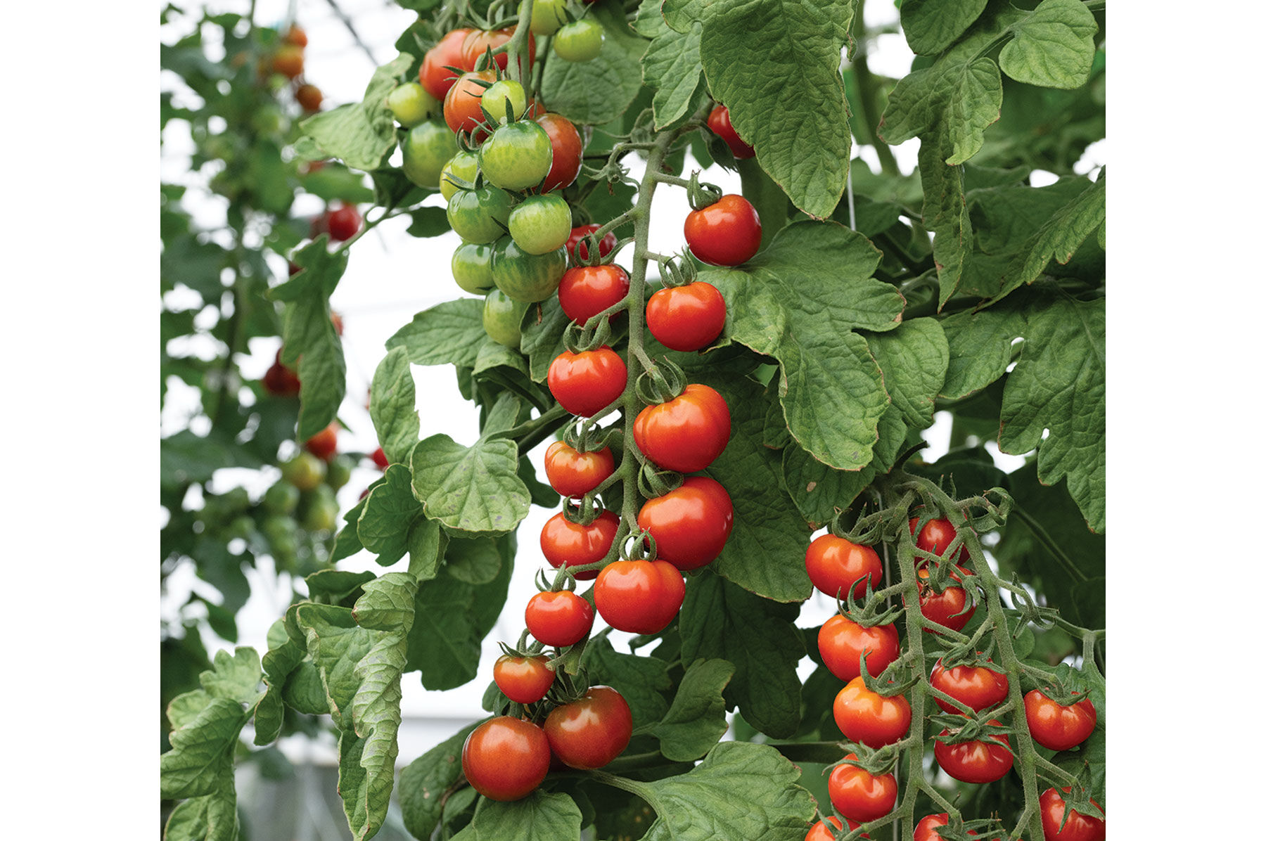 Mochi - Cherry Tomato Seeds | Johnny's Selected Seeds