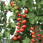 Mochi Cherry Tomatoes