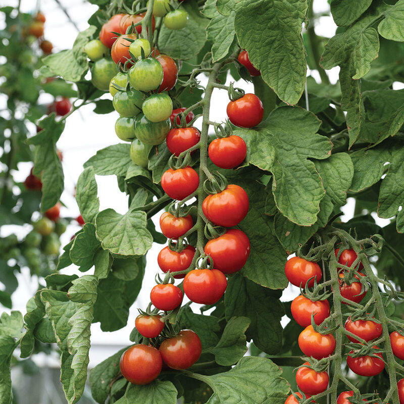 Mochi Cherry Tomatoes