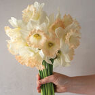 British Gamble Narcissus