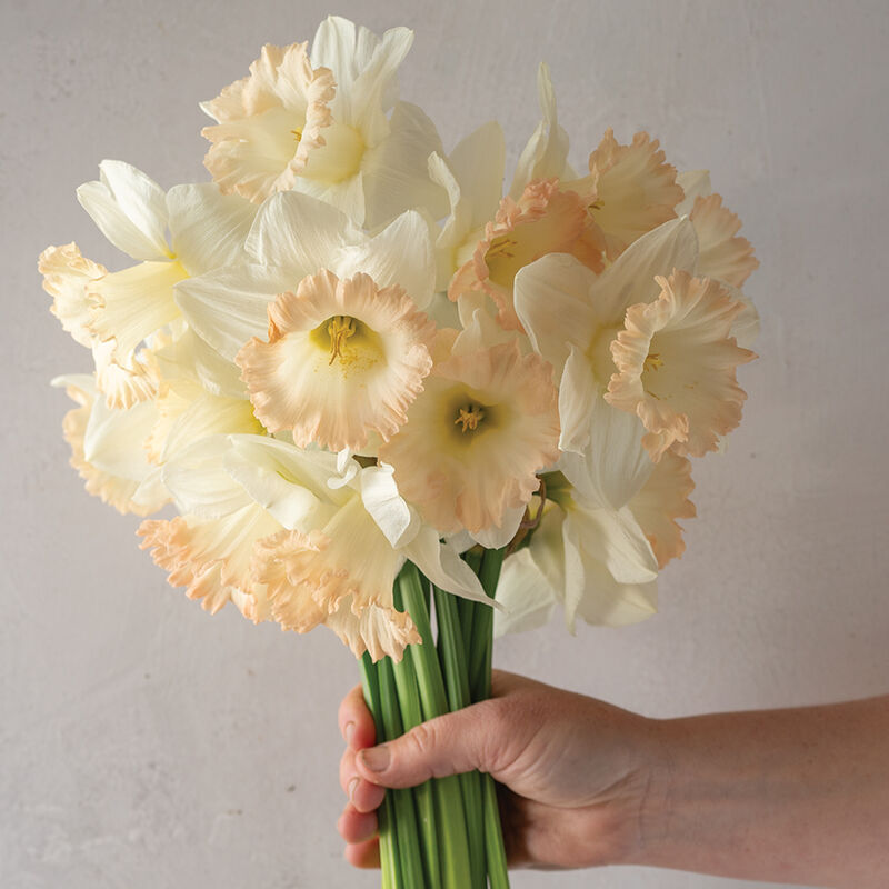 British Gamble Narcissus