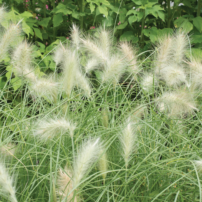 Feathertop Grasses, Ornamental