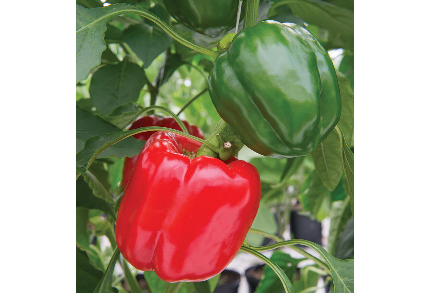 Sprinter Sweet Bell Peppers