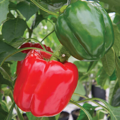 Sprinter Sweet Bell Peppers