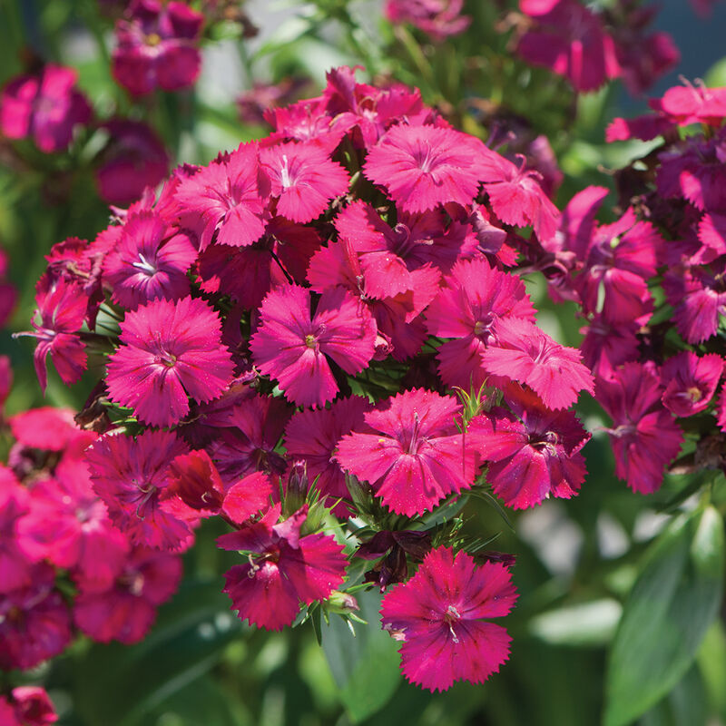 Amazon™ Neon Cherry Dianthus (Sweet William)