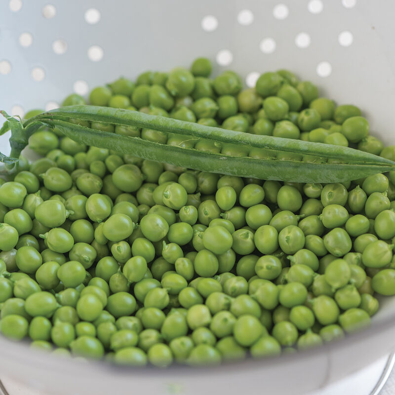 PLS 595 Shelling Peas