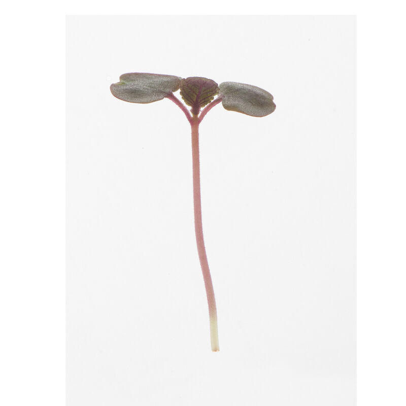 Shiso, Britton Microgreen Herbs