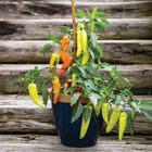 Hungarian Hot Wax Hot Peppers