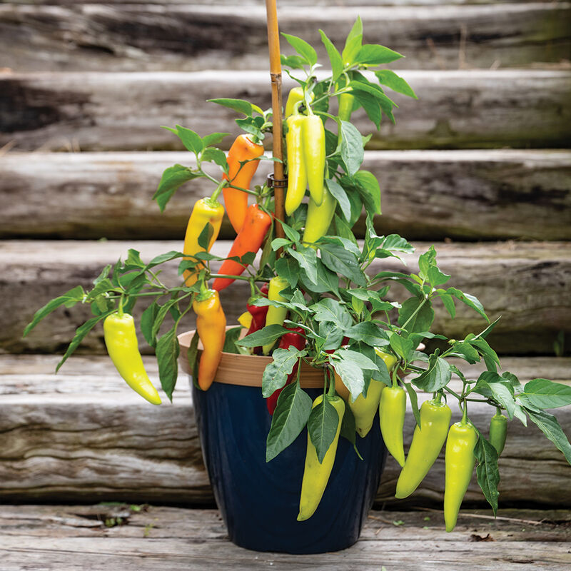 Hungarian Hot Wax Hot Peppers