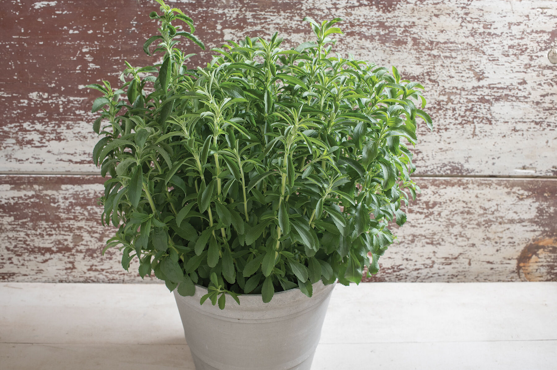 Stevia Stevia