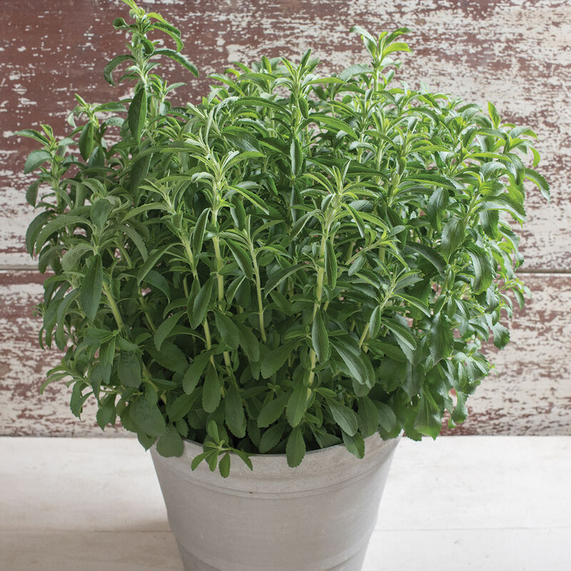 Stevia Stevia