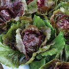 Speeder Radicchio