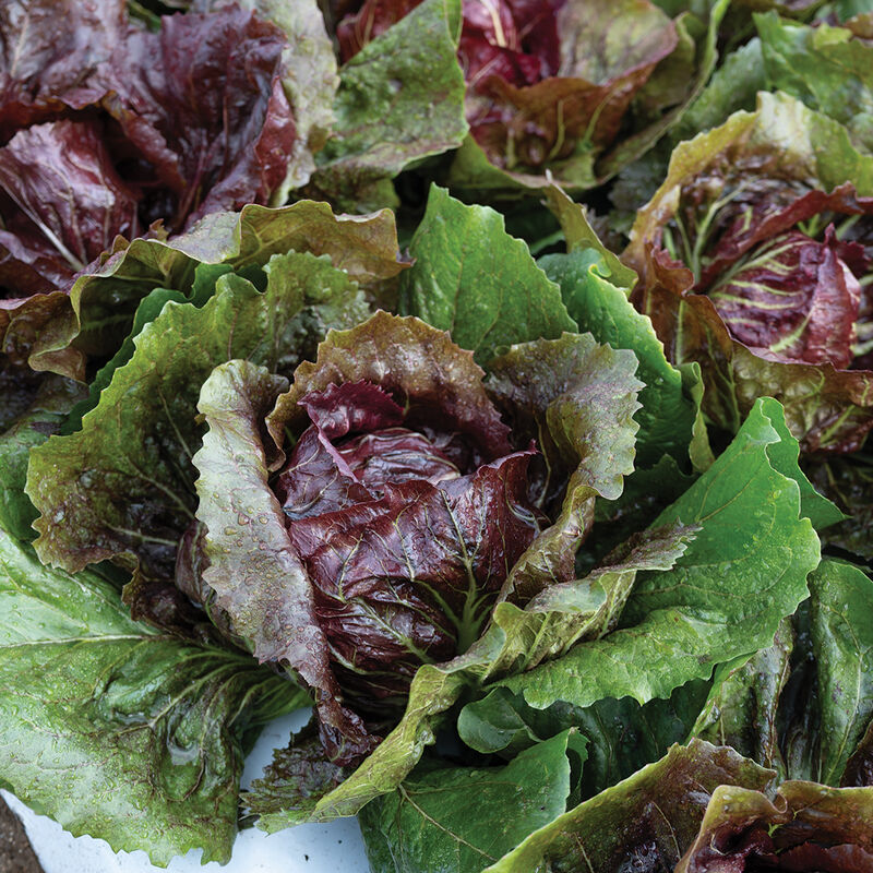 Speeder Radicchio