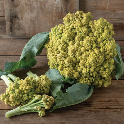 Romanetto 80 Sprouting Cauliflower