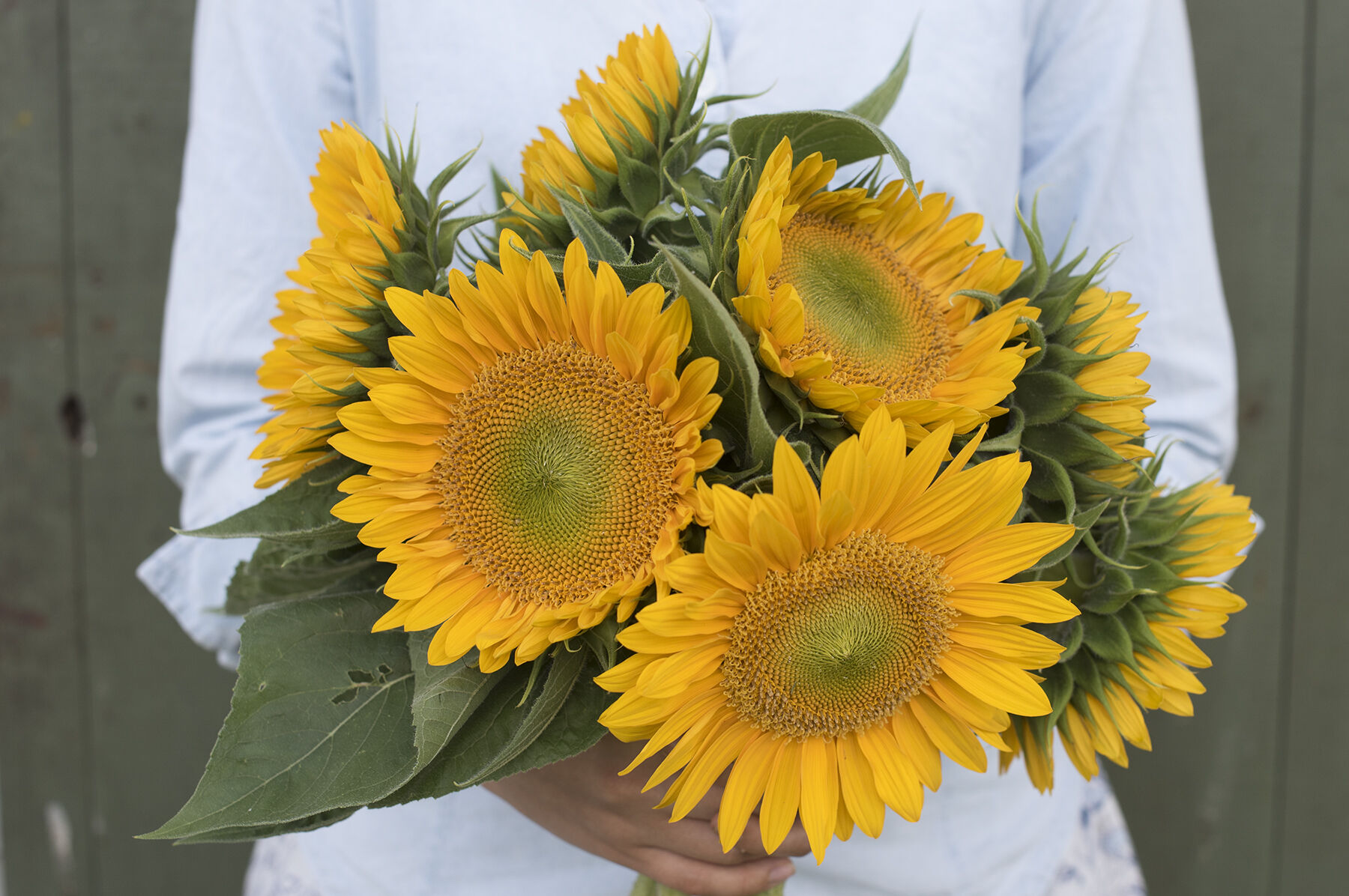 Sunrich Series Sunflower Seeds | Johnny's Selected Seeds