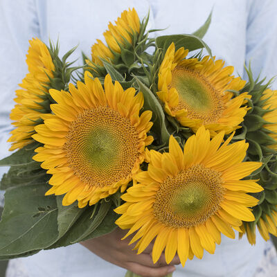 Sunrich Gold Sunrich Gold Tall Sunflowers