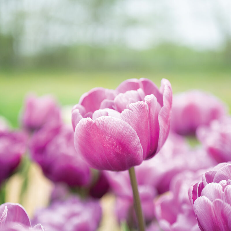 Blue Diamond Blue Diamond Tulips
