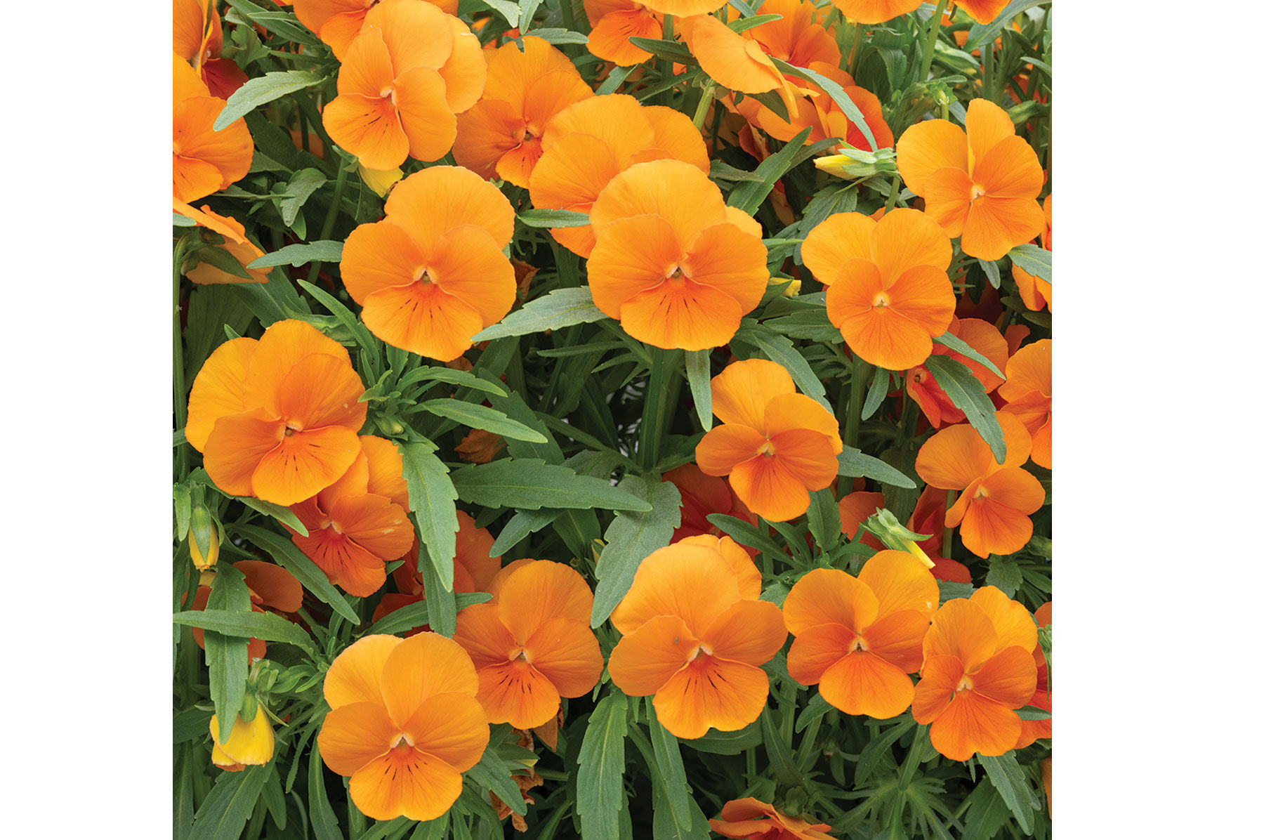 Sorbet® XP Deep Orange - (F1) Viola Seed | Johnny's Selected Seeds