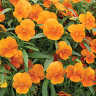 Sorbet® XP Deep Orange Viola (Pansy)