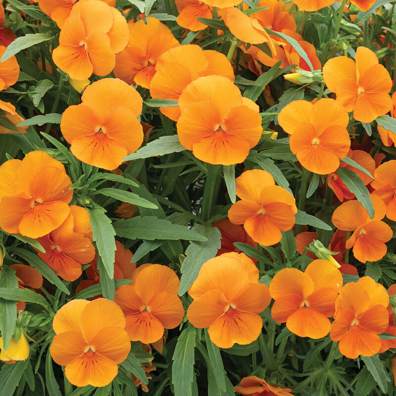 Sorbet® XP Deep Orange Viola (Pansy)