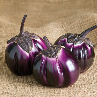 Barbarella Italian Eggplants