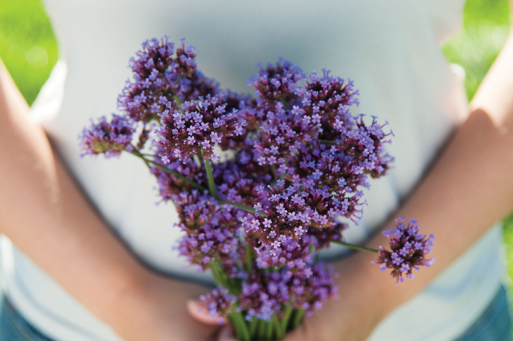 【 BONAVENTURA 】 vinoraviです PURPLETOP VERBENA Verbena Bonariensis - 50+ SEEDS. *LESS S&H