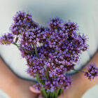 Verbena bonariensis Verbena