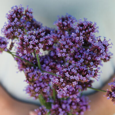 Verbena bonariensis Verbena