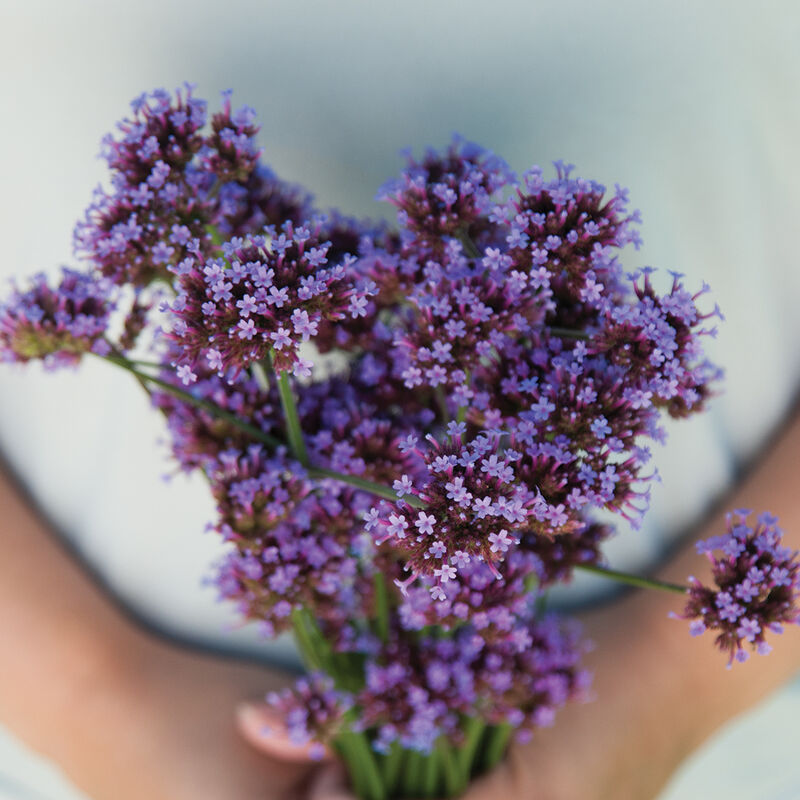 Verbena bonariensis Verbena