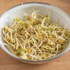 Fenugreek Fenugreek Sprouts