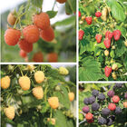 Rainbow Raspberry Plant Collection Raspberry