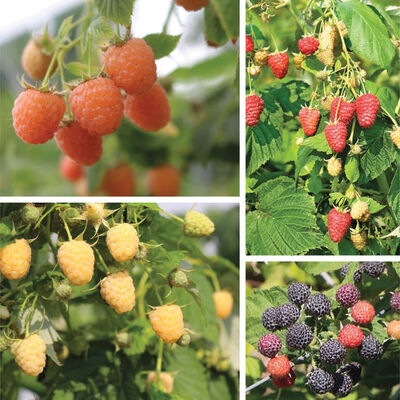 Rainbow Raspberry Plant Collection Raspberry