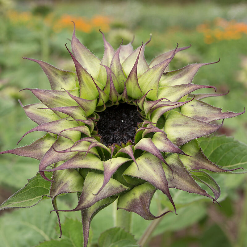 SunFill™ Purple SunFill™ Purple Tall Sunflowers