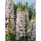 Costa Silver Snapdragon