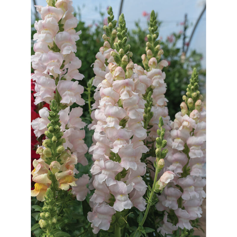 Costa Silver Snapdragon